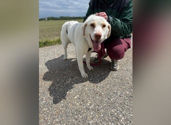 Hündin Mary sucht ein warmes Plätzchen