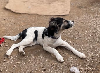 Rüde GEORGE sucht ein warmes Plätzchen