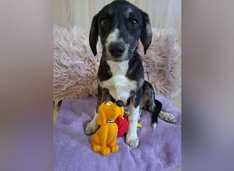 Junghündin HAZEL sucht ihr Glück