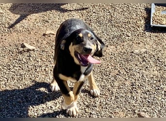 Hündin PENNY sucht ihr grosses Glück