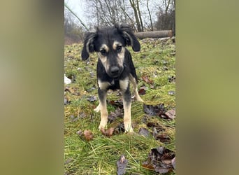 Rüde THEO sucht sein neues Zuhause