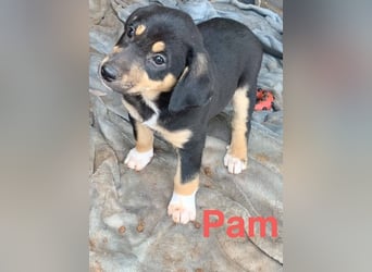 Hündin PAM sucht ihr Für-immer-Zuhause