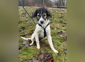 Rüde GEORGE sucht ein warmes Plätzchen