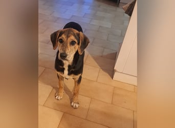 Hündin ROXY sucht ihr Zuhause