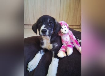 Junghündin HAZEL sucht ihr Glück