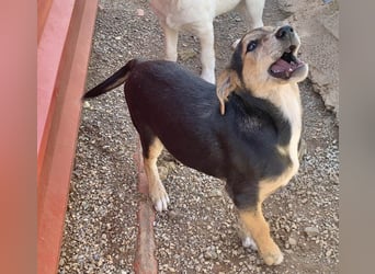 Hündin ROXY sucht ihr Zuhause