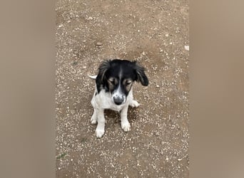 Rüde GEORGE sucht ein warmes Plätzchen