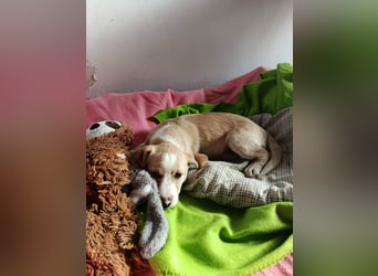 Hündin LINA sucht ein sicheres Körbchen