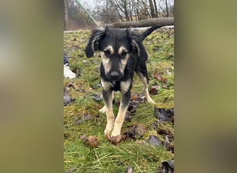 Rüde THEO sucht sein neues Zuhause