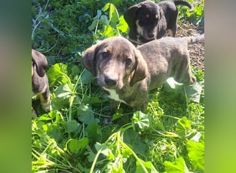 Junghund PACO sucht sein großes Glück