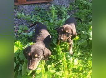 Hündin PAM sucht ihr Für-immer-Zuhause