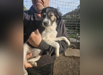 Rüde GEORGE sucht ein warmes Plätzchen