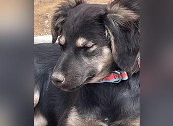 Hündin ANI sucht ihre Familie