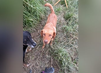 Hündin GRACE sucht ihr neues Zuhause