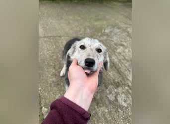 Hündin BELLI sucht ein liebevolles Zuhause