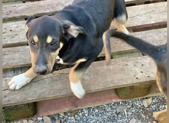 Hündin PENNY sucht ihr grosses Glück