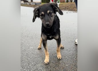 Hündin ANI sucht ihre Familie