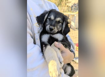 Rüde COLIN sucht sein Für-immer-Körbchen