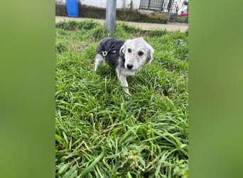 Hündin BELLI sucht ein liebevolles Zuhause