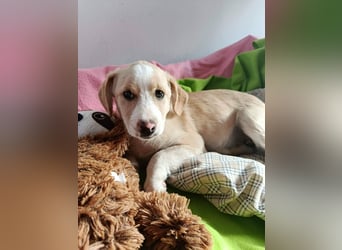 Hündin LINA sucht ein sicheres Körbchen