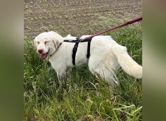 Hündin Mary sucht ein warmes Plätzchen