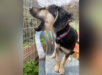 Rüde THEO sucht sein neues Zuhause