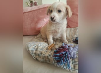 Hündin LINA sucht ein sicheres Körbchen