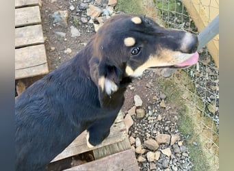 Hündin PAM sucht ihr Für-immer-Zuhause