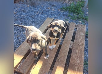 Junghund PACO sucht sein großes Glück