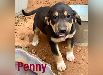 Hündin PENNY sucht ihr grosses Glück