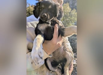 Hündin ANI sucht ihre Familie