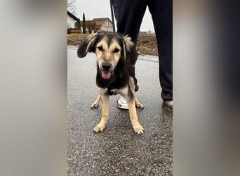 Rüde COLIN sucht sein Für-immer-Körbchen