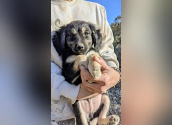 Rüde THEO sucht sein neues Zuhause