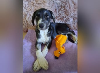 Junghündin HAZEL sucht ihr Glück
