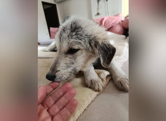 Hündin BELLI sucht ein liebevolles Zuhause