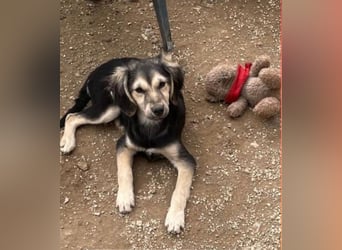 Rüde COLIN sucht sein Für-immer-Körbchen