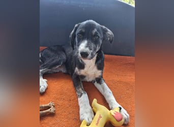 Junghündin HAZEL sucht ihr Glück
