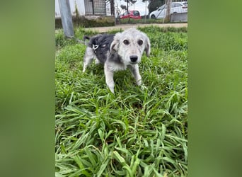 Hündin BELLI sucht ein liebevolles Zuhause