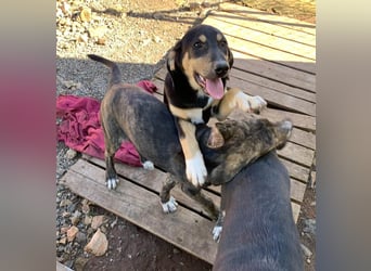 Hündin PENNY sucht ihr grosses Glück