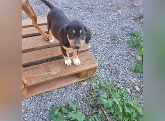 Hündin PENNY sucht ihr grosses Glück