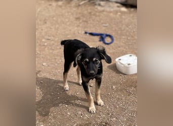 Hündin ANI sucht ihre Familie