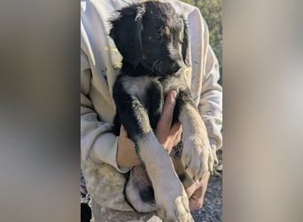 Hündin ANI sucht ihre Familie