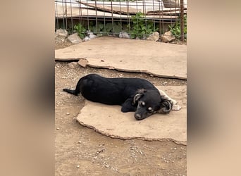 Hündin ANI sucht ihre Familie