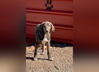 Junghund PACO sucht sein großes Glück