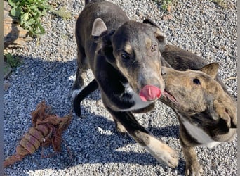 Rüde PARKER sucht seine neue Familie