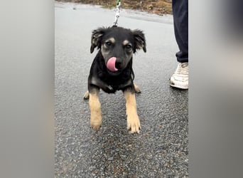 Hündin ANI sucht ihre Familie