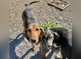 Rüde PARKER sucht seine neue Familie