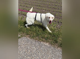 Hündin Mary sucht ein warmes Plätzchen
