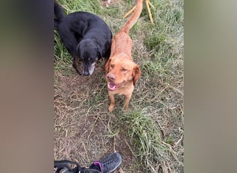 Hündin GRACE sucht ihr neues Zuhause