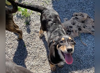 Hündin PAM sucht ihr Für-immer-Zuhause